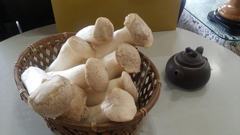 杏鮑菇 產品圖片（產品編號 492408）