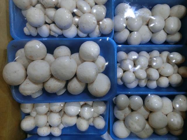 洋菇 產品圖片（產品編號 492410）