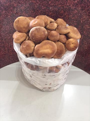 香菇 產品圖片（圖片編號 660199）