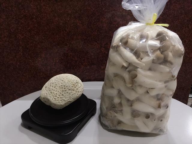 杏鮑菇 產品圖片（圖片編號 660202）