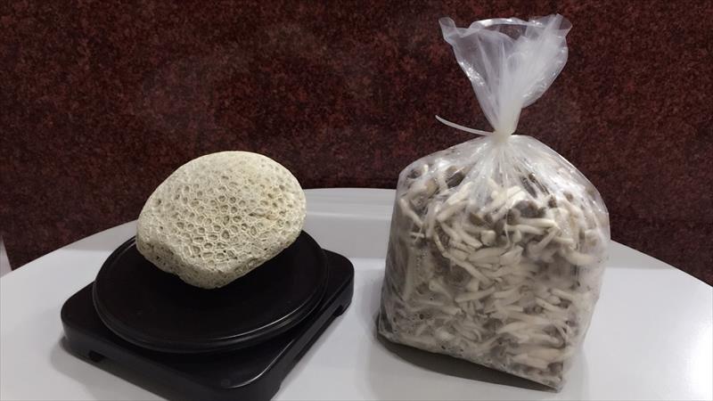 鴻喜菇 產品圖片（圖片編號 660207）