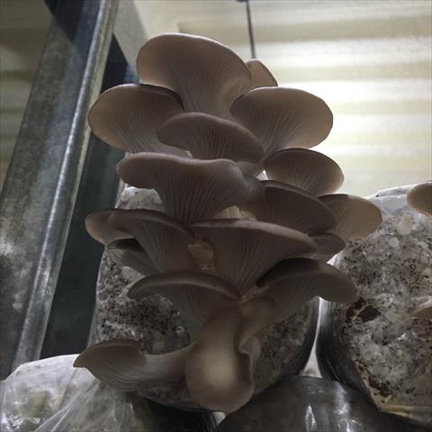 秀珍菇 產品圖片（圖片編號 660217）