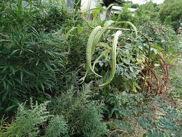 黃秋葵(羊角豆,秋葵) 產品圖片（圖片編號 660495）