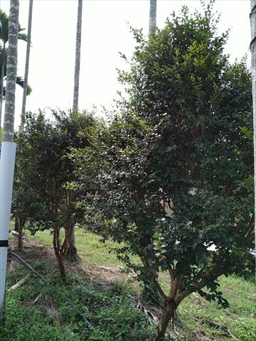 嘉寶果(樹葡萄) 產品圖片（圖片編號 660499）