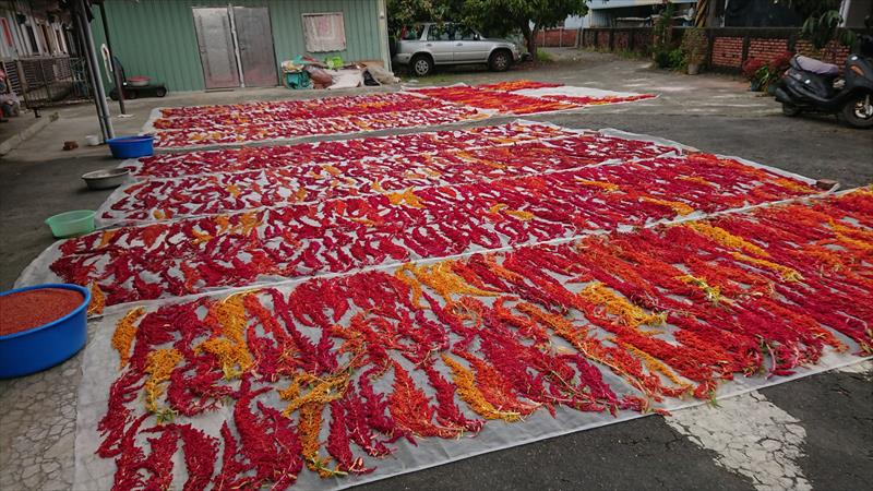 臺灣藜(赤藜) 產品圖片（產品編號 493083）