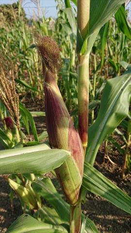 食用玉米(含玉米筍) 產品圖片（產品編號 493082）