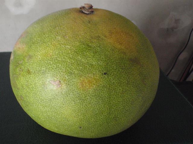 大白柚 產品圖片（產品編號 493128）