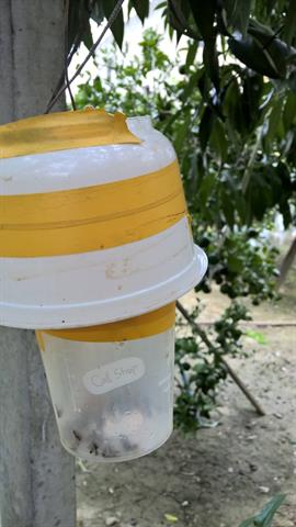 大白柚 產品圖片（圖片編號 661780）