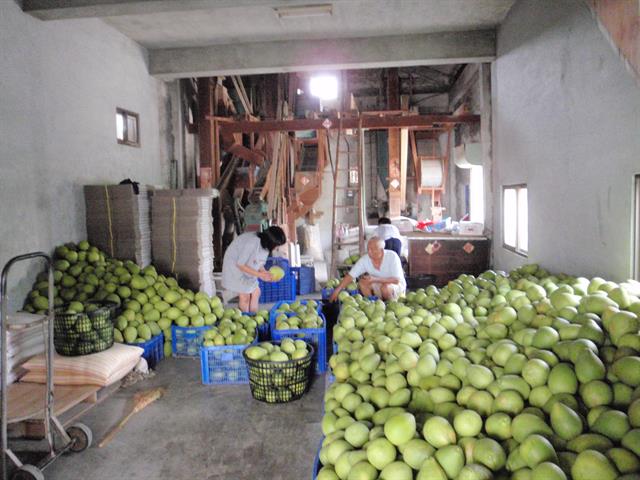 文旦柚 產品圖片（圖片編號 661784）