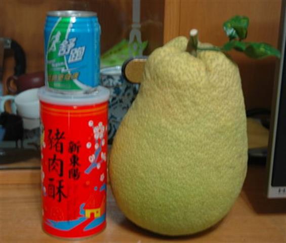 紅文旦 產品圖片（產品編號 493129）
