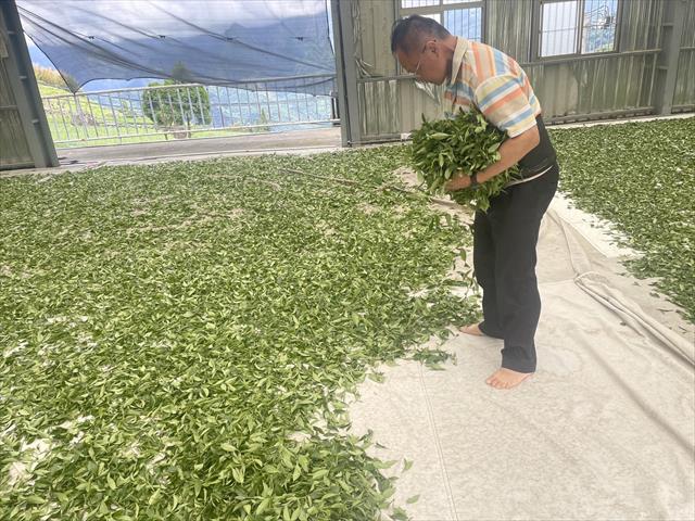 茶製品-茶 產品圖片（圖片編號 662037）