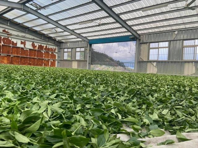 茶製品-茶 產品圖片（圖片編號 662038）