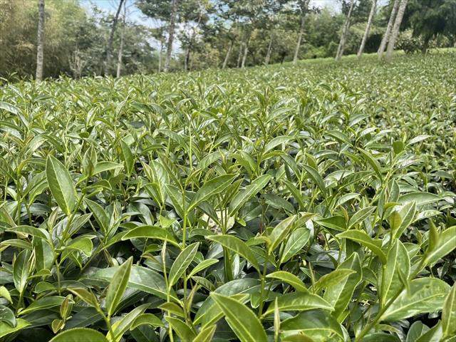 茶製品-茶 產品圖片（圖片編號 662039）
