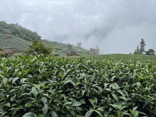 茶製品-茶 產品圖片（圖片編號 662638）
