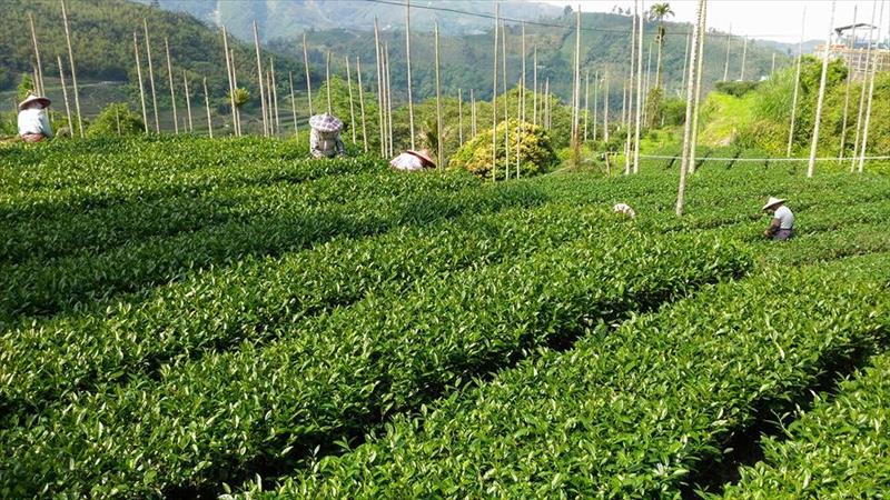 茶製品-茶 產品圖片（圖片編號 662639）