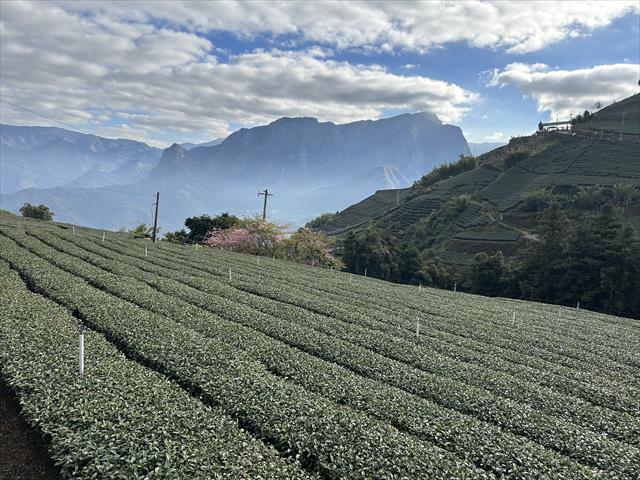 茶製品-茶 產品圖片（圖片編號 662646）