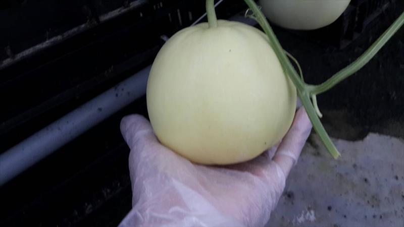 甜瓜 產品圖片（圖片編號 662653）