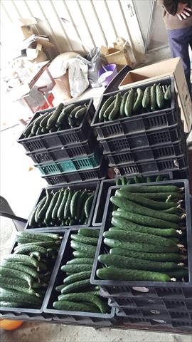 小黃瓜(花胡瓜) 產品圖片（產品編號 493804）