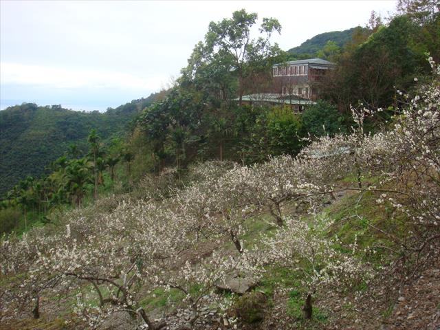 李 產品圖片（圖片編號 662670）