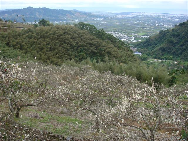 李 產品圖片（產品編號 493809）