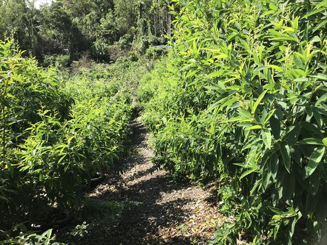 樹豆 產品圖片（圖片編號 662679）