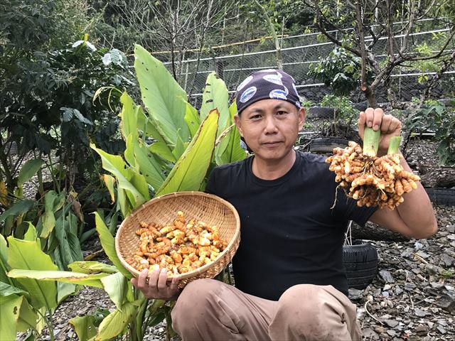薑黃 產品圖片（圖片編號 662683）