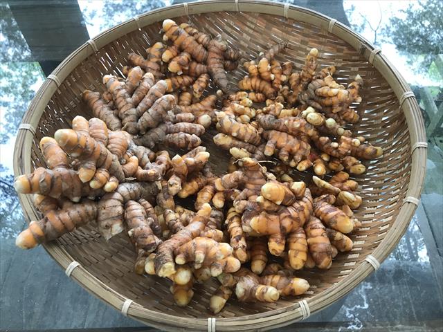 薑黃 產品圖片（圖片編號 662685）