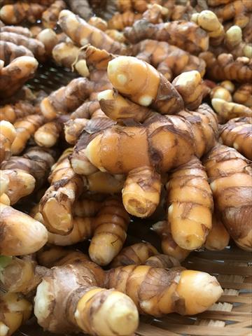 薑黃 產品圖片（產品編號 493812）