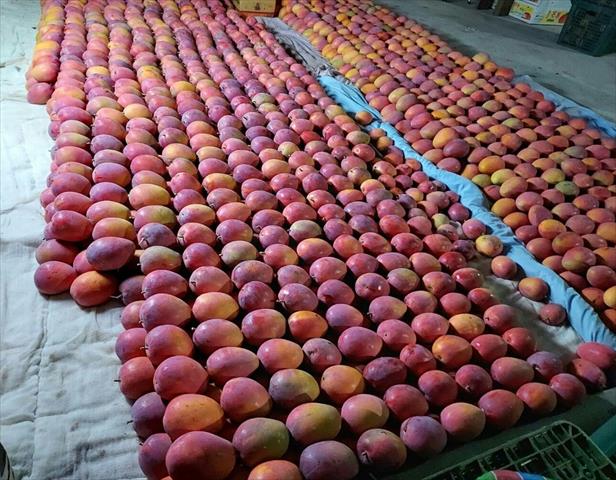 芒果 產品圖片（圖片編號 663157）