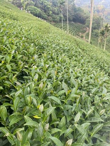 茶製品-茶 產品圖片（圖片編號 663534）
