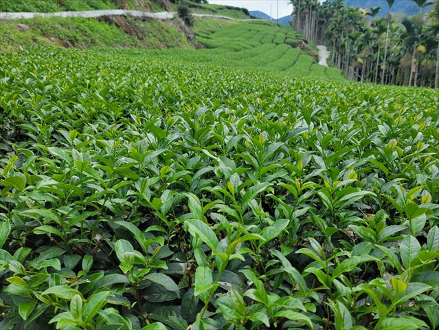 茶製品-茶 產品圖片（圖片編號 663536）
