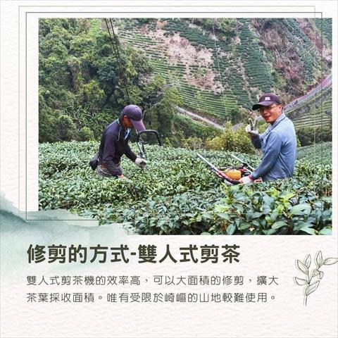 茶製品-茶 產品圖片（產品編號 494439）