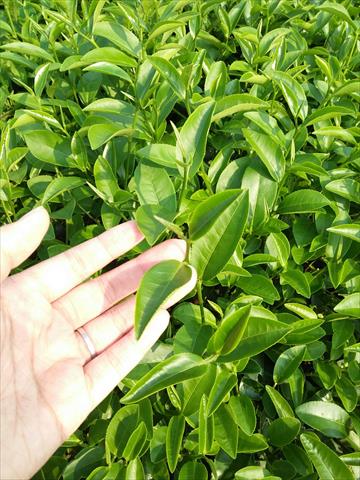 茶製品-茶 產品圖片（產品編號 494705）