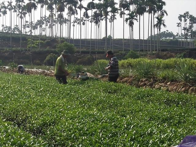 茶製品-茶 產品圖片（圖片編號 663781）
