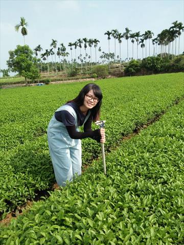 茶製品-茶 產品圖片（圖片編號 663782）
