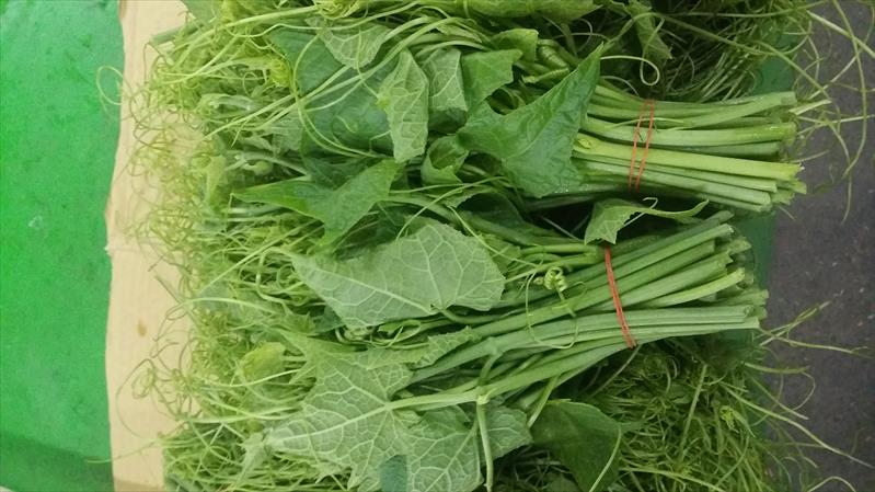龍鬚菜(隼人瓜苗、梨瓜苗) 產品圖片（圖片編號 664151）
