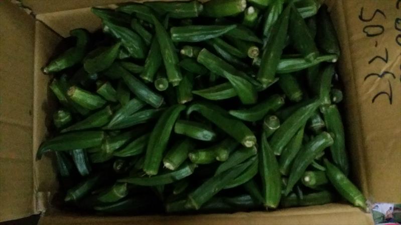 黃秋葵(羊角豆,秋葵) 產品圖片（產品編號 494939）