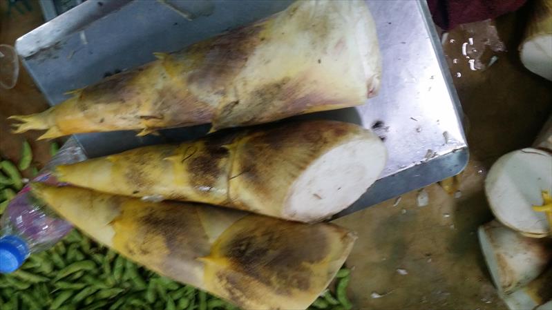 竹筍 產品圖片（圖片編號 664157）