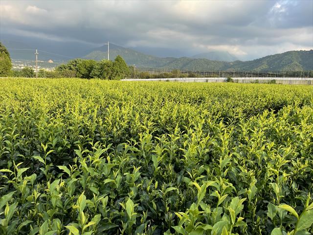 茶製品-茶 產品圖片（圖片編號 665740）