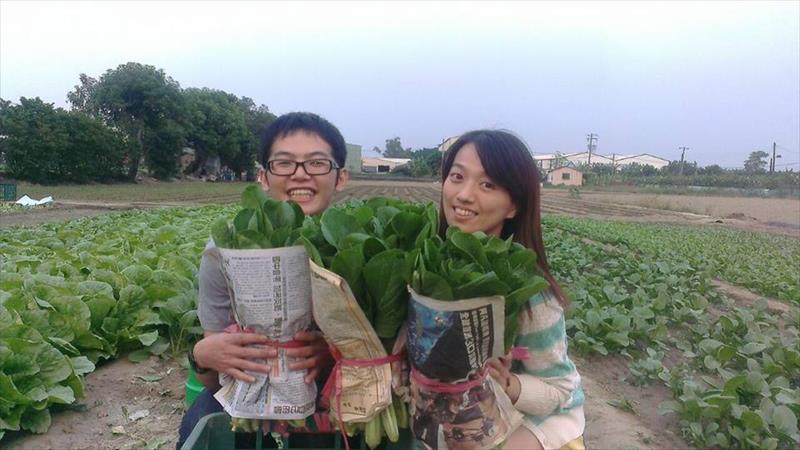 油菜(小松菜.青松菜) 產品圖片（圖片編號 666376）