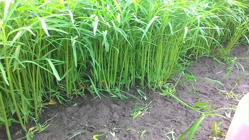 蕹菜(空心菜) 產品圖片（圖片編號 666379）
