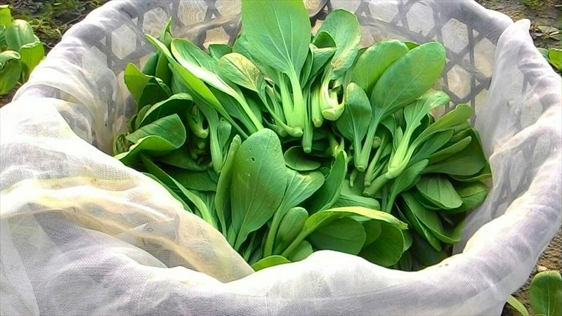 青江菜(青梗菜,青油菜) 產品圖片（圖片編號 666380）