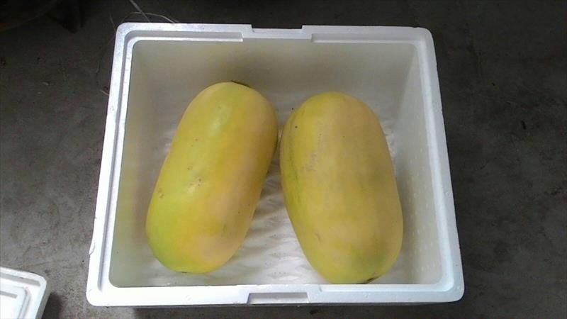 冬瓜 產品圖片（圖片編號 666384）
