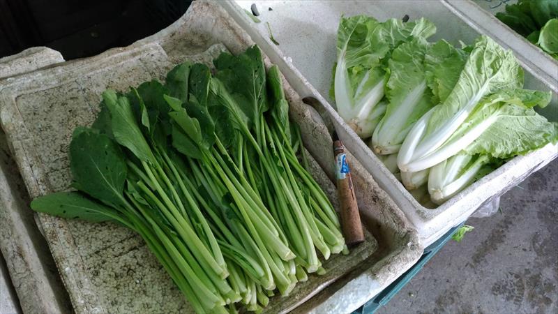 油菜(小松菜.青松菜) 產品圖片（圖片編號 666392）
