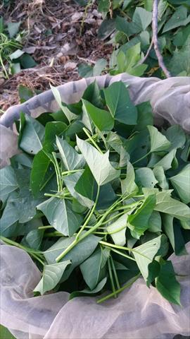 葉用甘藷(地瓜葉,甘藷葉) 產品圖片（圖片編號 666395）