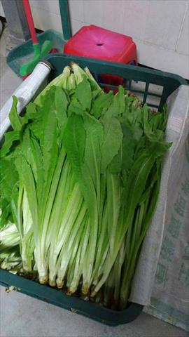不結球萵苣(A菜,妹仔菜) 產品圖片（圖片編號 666397）