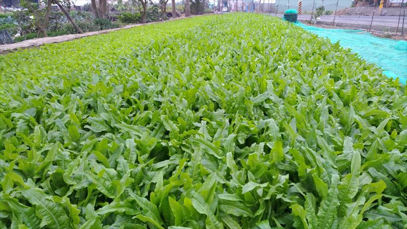 不結球萵苣(A菜,妹仔菜) 產品圖片（圖片編號 666398）