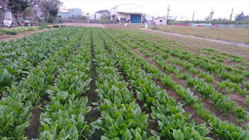 菠菜 產品圖片（產品編號 496271）