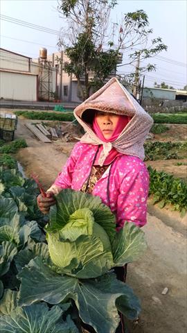 甘藍(高麗菜) 產品圖片（圖片編號 666400）