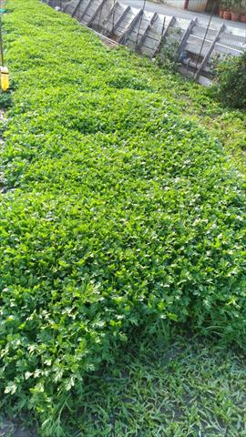 山茼蒿(昭和菜) 產品圖片（圖片編號 666405）